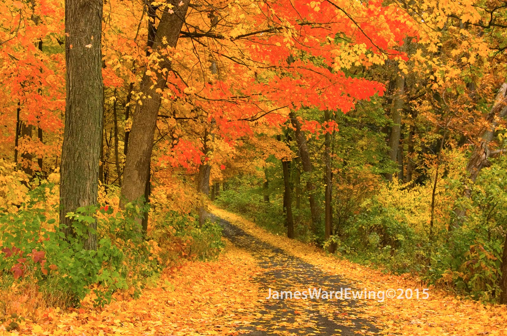 Fall-Scene.Owen-Park-Rd-Edit
