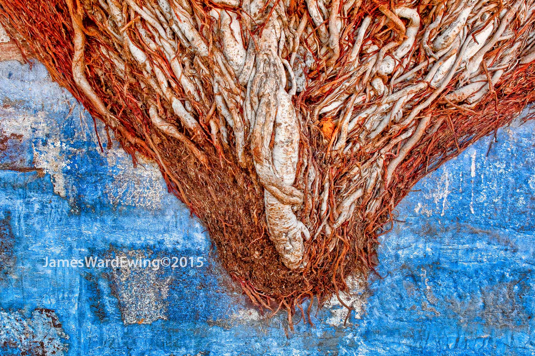 Tree-Root-Pattern.BlueWall