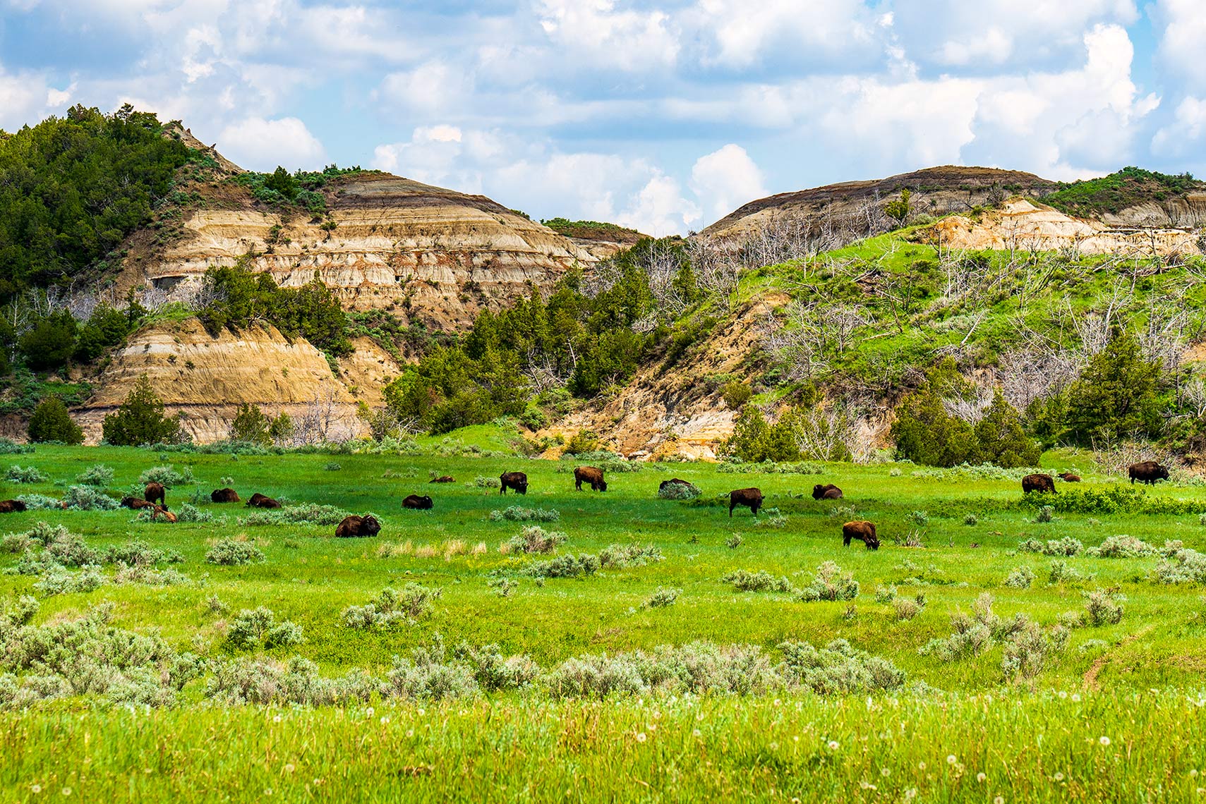 _JWE2651TRNP-Buffalo-LandscapeWEB